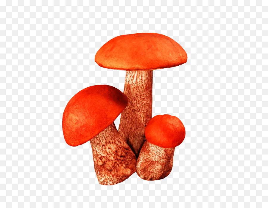 Съедобные грибы на прозрачном фоне