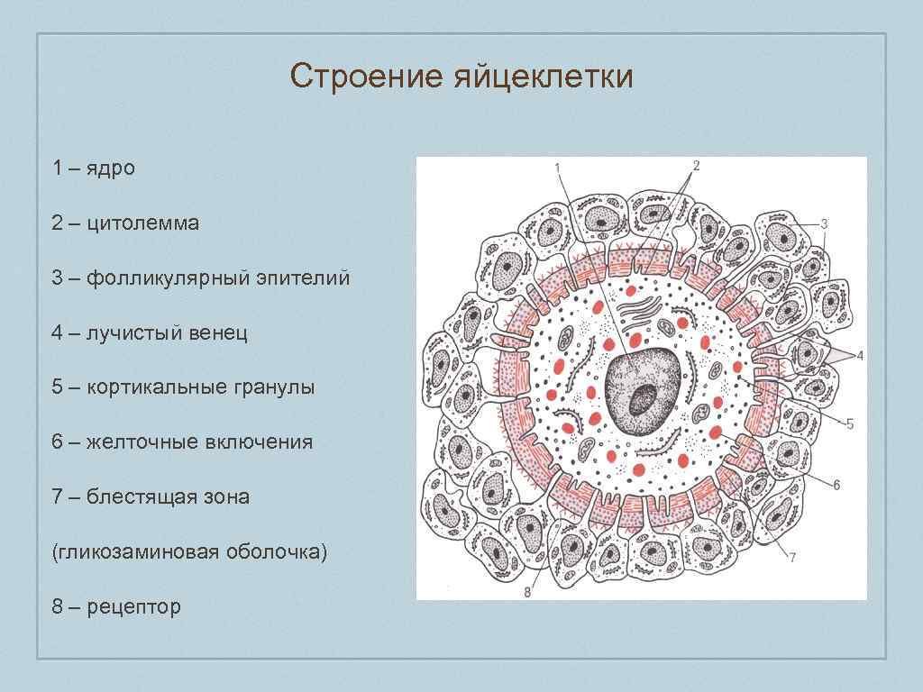 Яйцеклетка рисунок (44 фото) скачать бесплатно