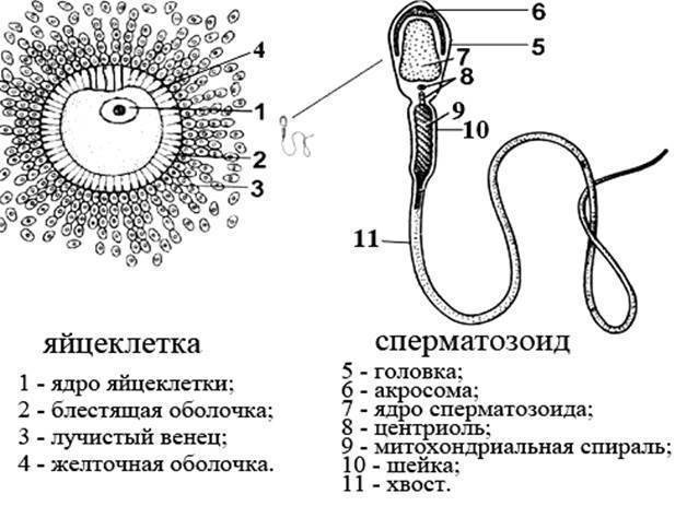 Яйцеклетка рисунок (44 фото) скачать бесплатно