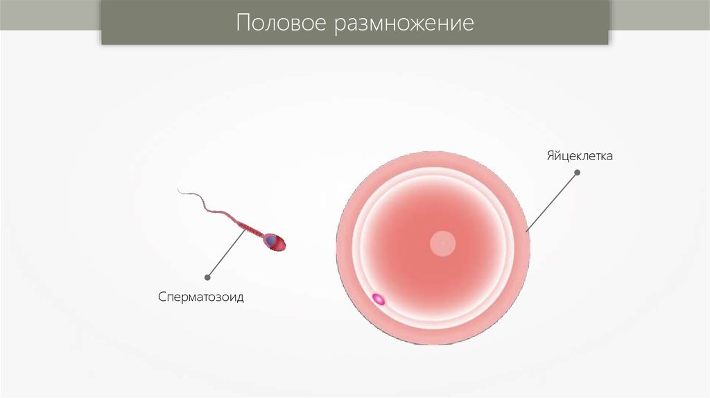 Яйцеклетка рисунок (44 фото) скачать бесплатно