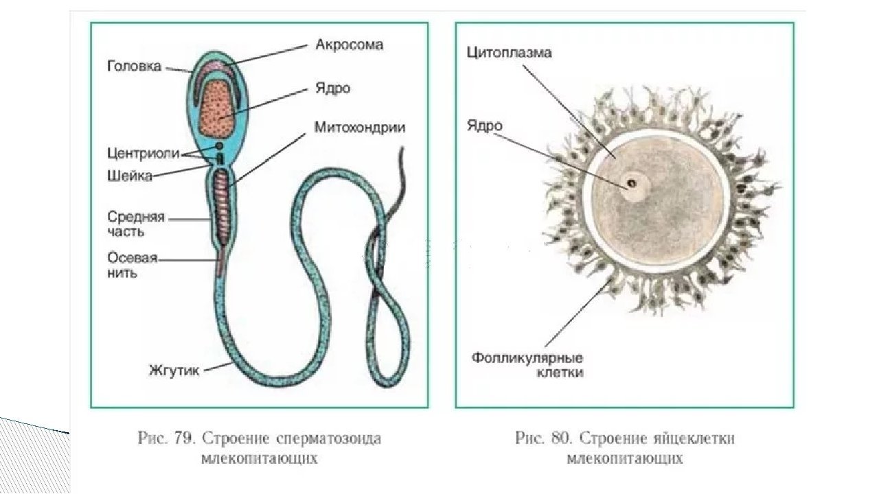 Яйцеклетка рисунок (44 фото) скачать бесплатно