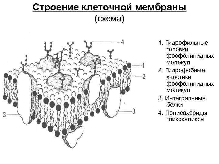 Клеточная оболочка мембрана строение