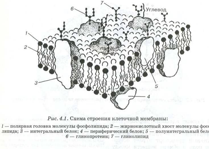 Схема плазматической мембраны клетки