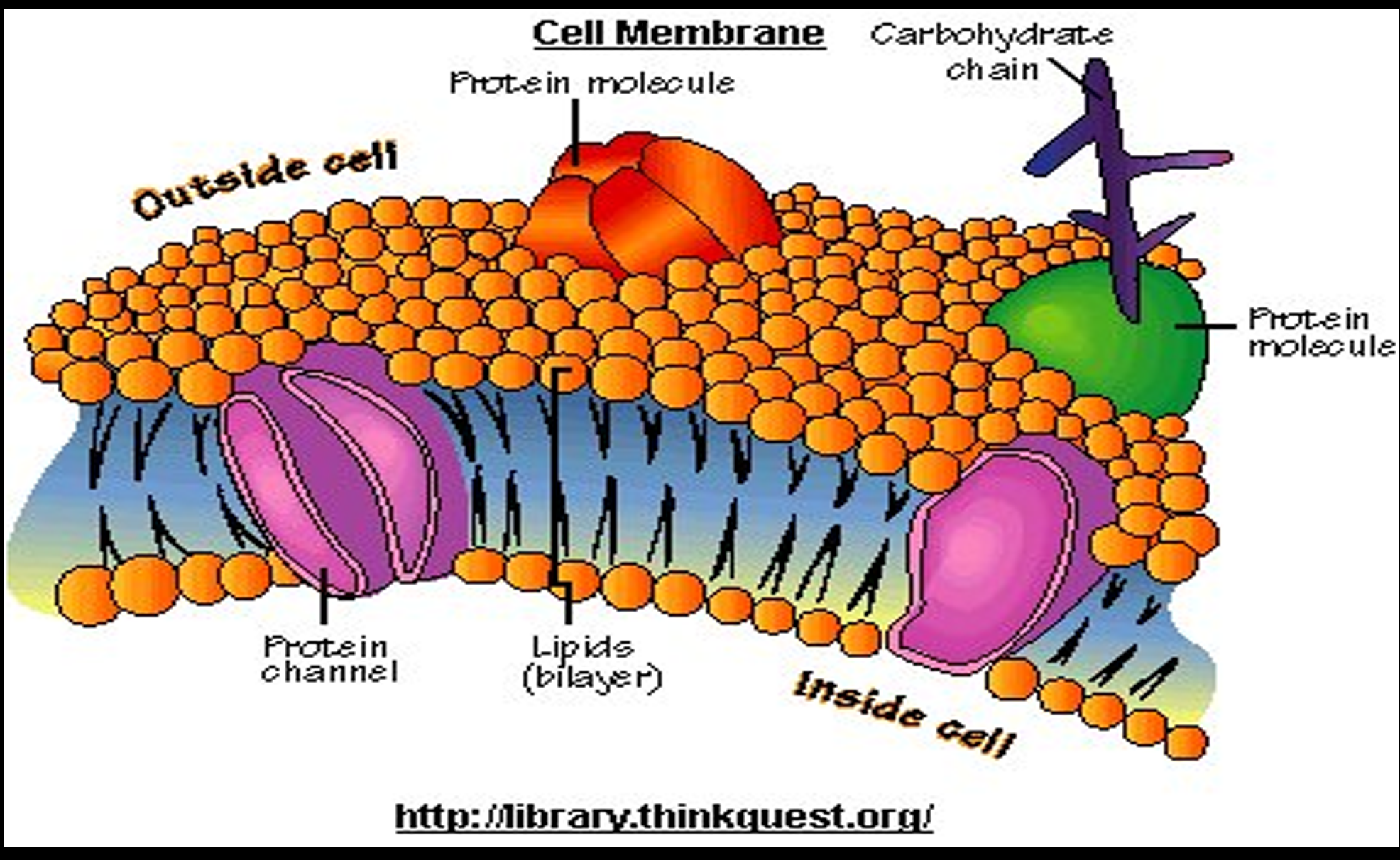 Строение наружной клеточной мембраны