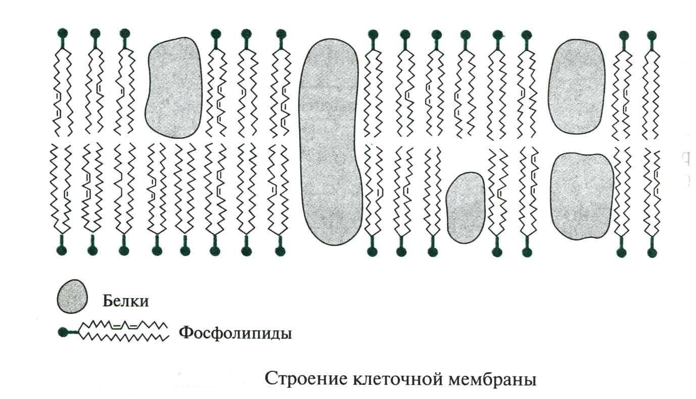 Схема строения клеточной мембраны животной клетки