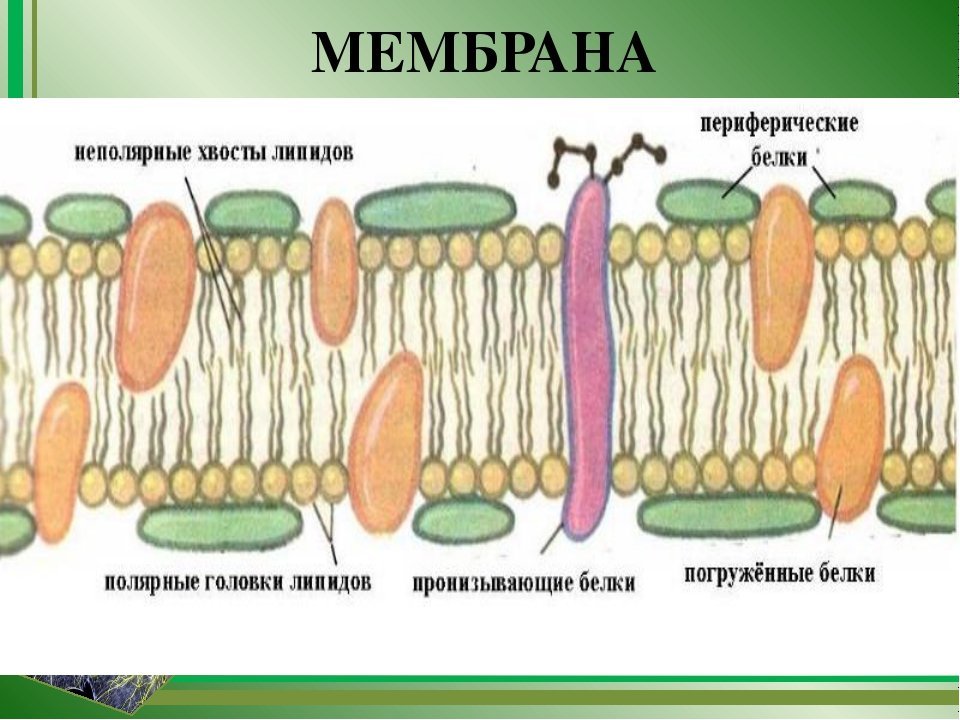 Плазматическая мембрана клетки растений