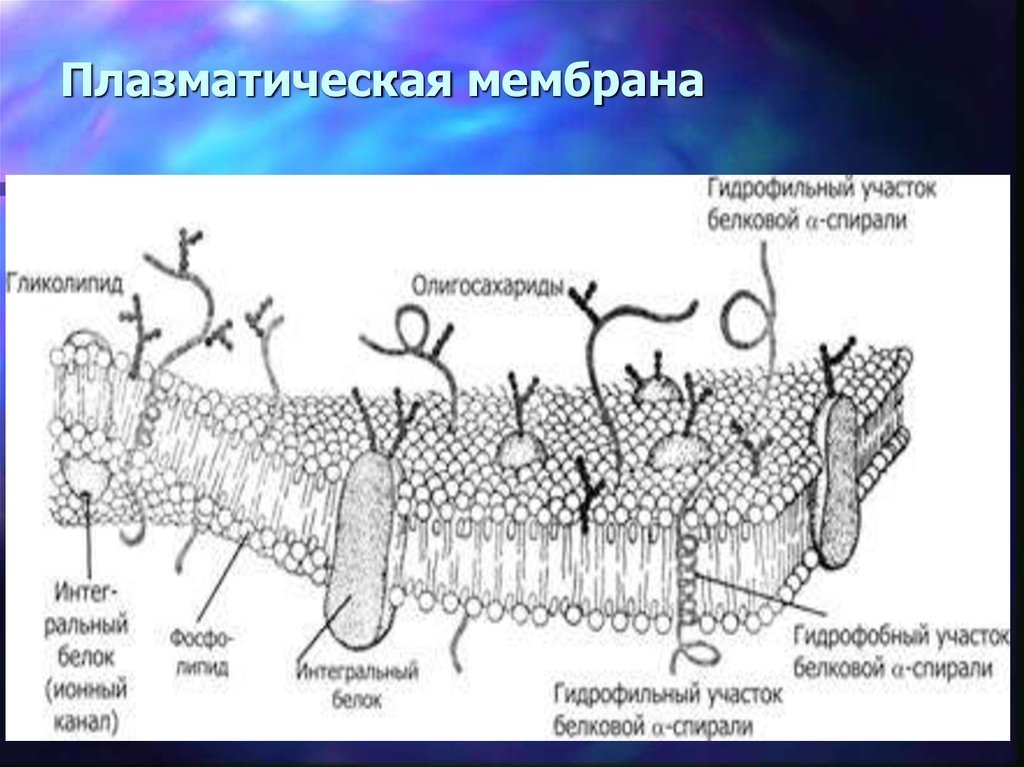 Плазматическая мембрана строение органоида