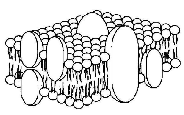Рисунок плазматической мембраны клетки