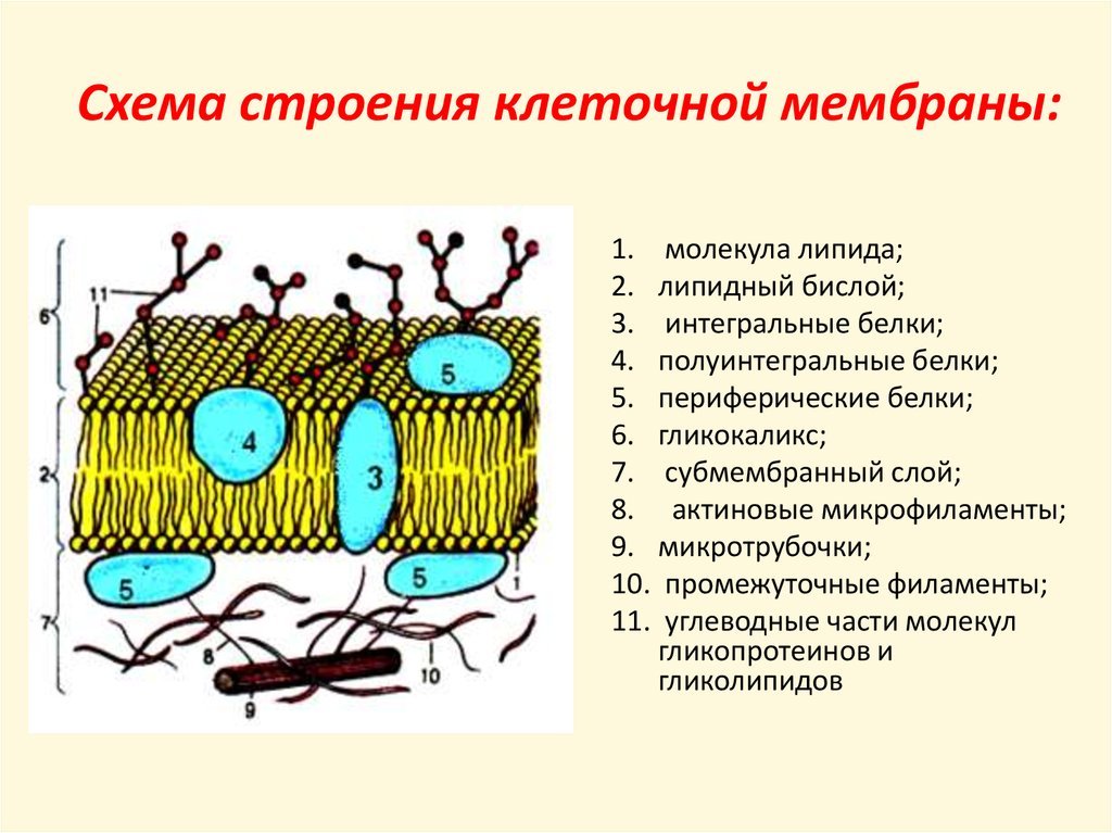 Строение плазматической мембраны клетки