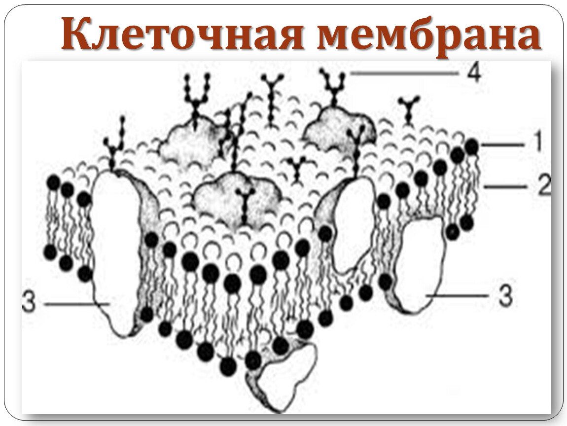 Строение плазматической мембраны эукариотической клетки