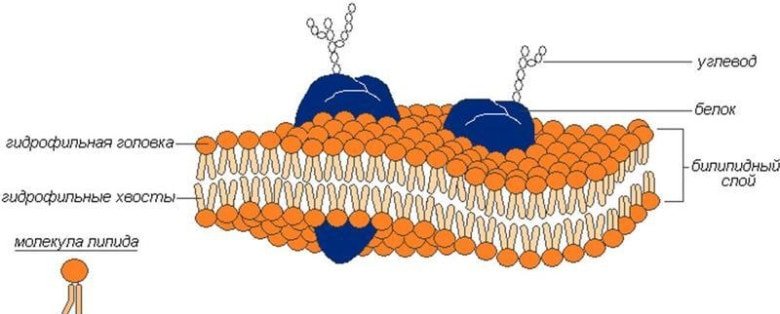Наружная клеточная мембрана рисунок