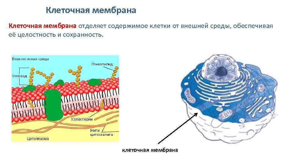 Мембрана клетки на рисунке клетки