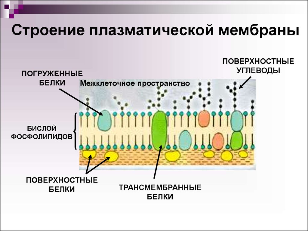 Структура клетки плазматическая мембрана