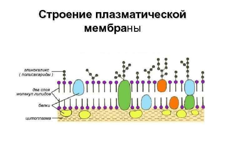 Схема строения плазматической мембраны