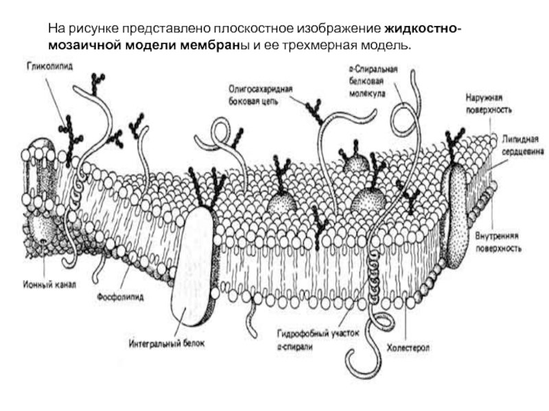 Схема строения плазматической мембраны клетки