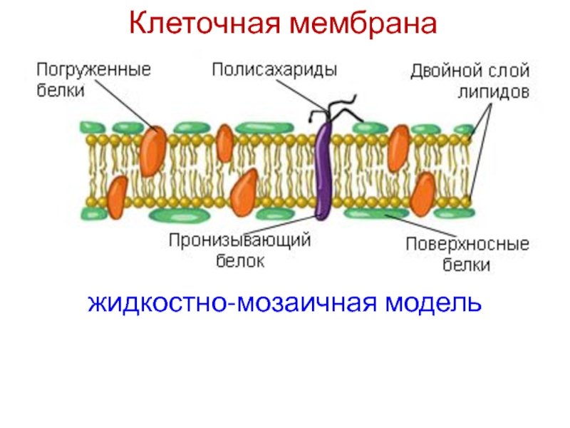 Модель клеточной мембраны Сингера Николсона