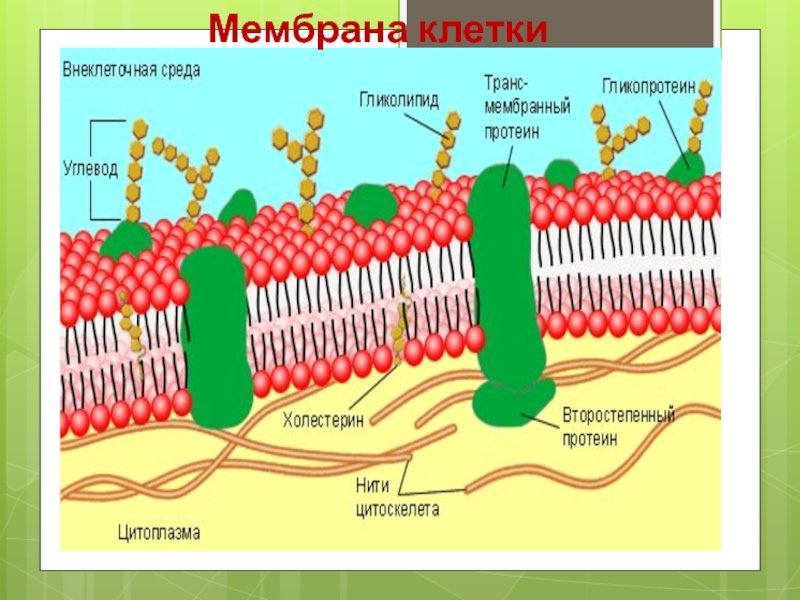 Состав и строение наружной плазматической мембраны