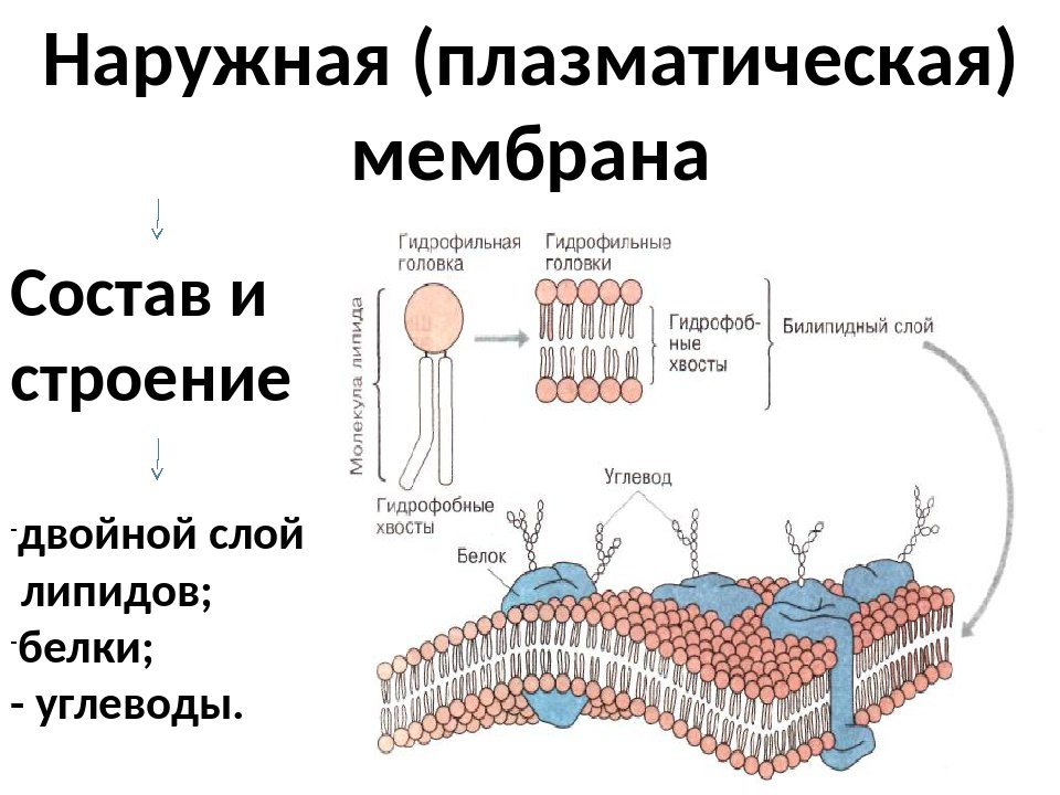 Плазматическая мембрана клетки строение и функции