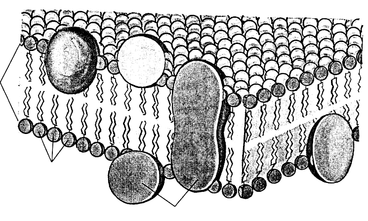Цитоплазматическая мембрана растительной клетки