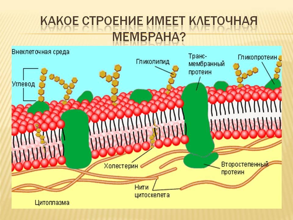 Структура плазматической мембраны строение