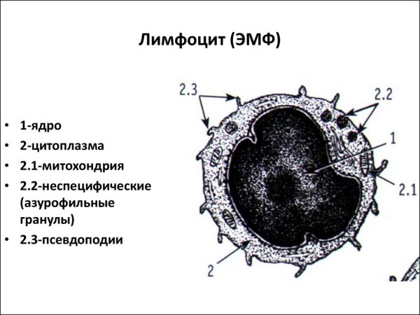 Рисунок лимфоцит (50 фото) скачать бесплатно