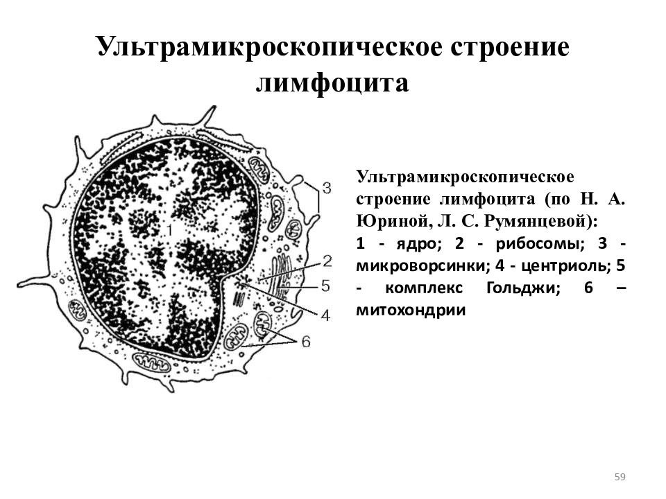 Рисунок лимфоцит (50 фото) скачать бесплатно