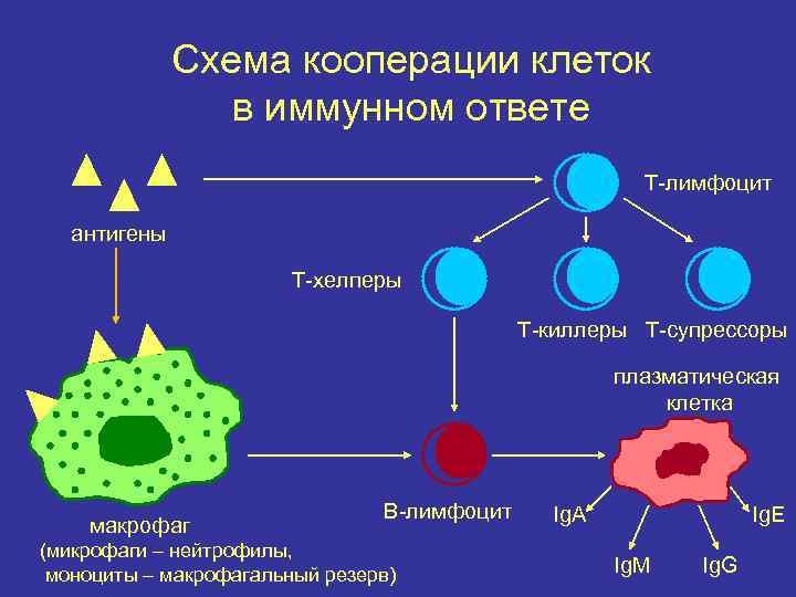 Рисунок лимфоцит (50 фото) скачать