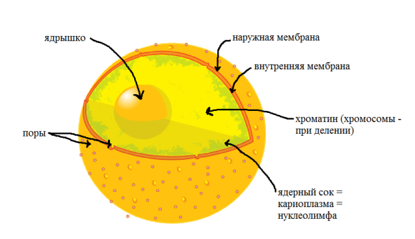 Ядрышко рисунок (49 фото) скачать бесплатно
