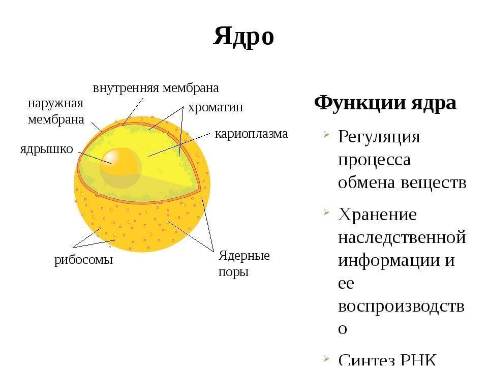 Ядрышко рисунок (49 фото) скачать бесплатно