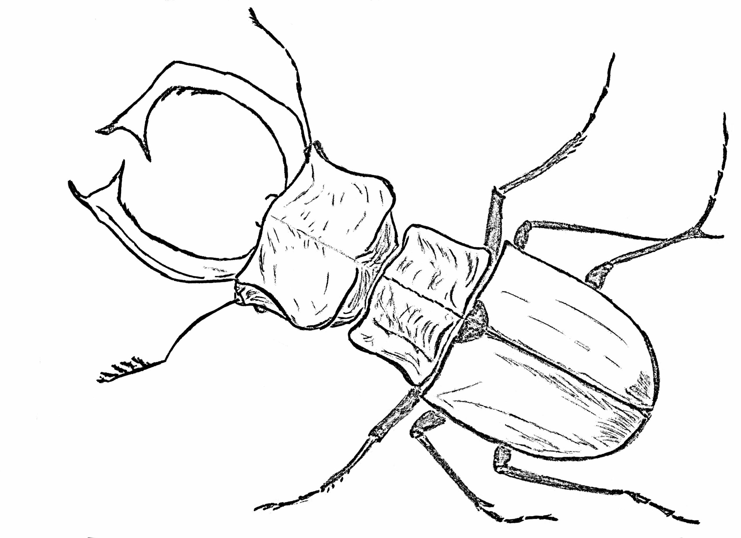 Нарисовать рога жука