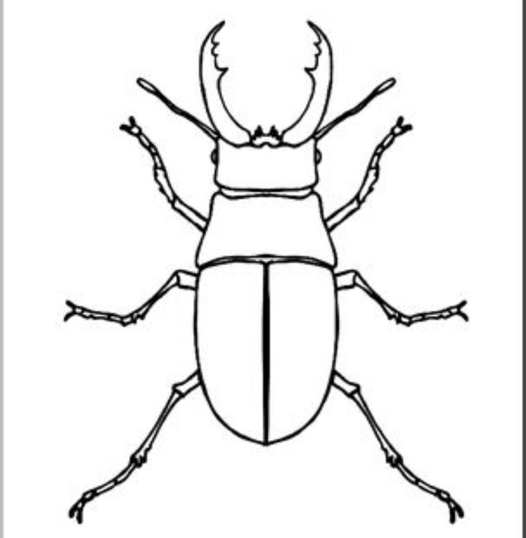3d насекомые рисунок