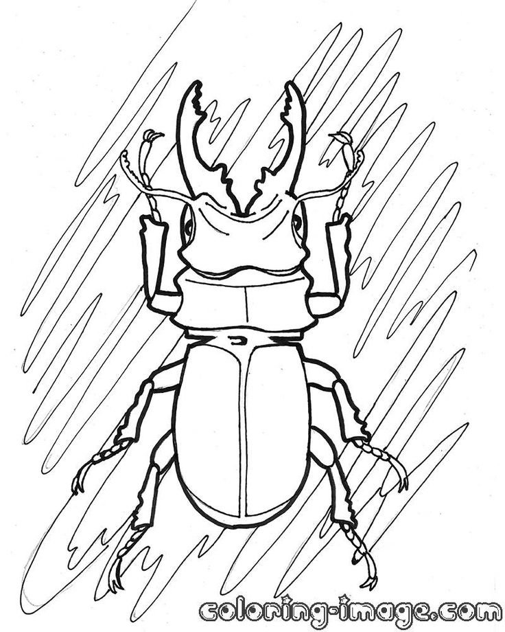 Поэтапное рисование жука для детей