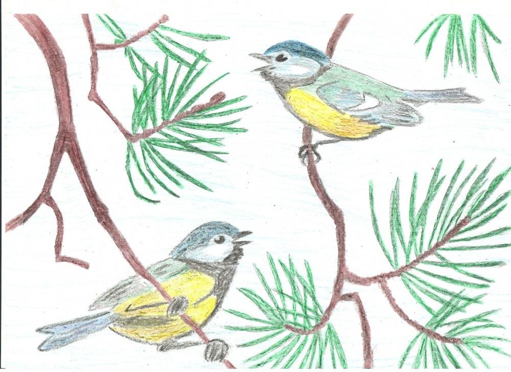 Рисование зимующие птицы синица