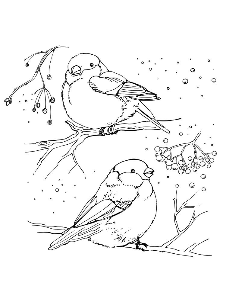 Зимние птицы раскраска