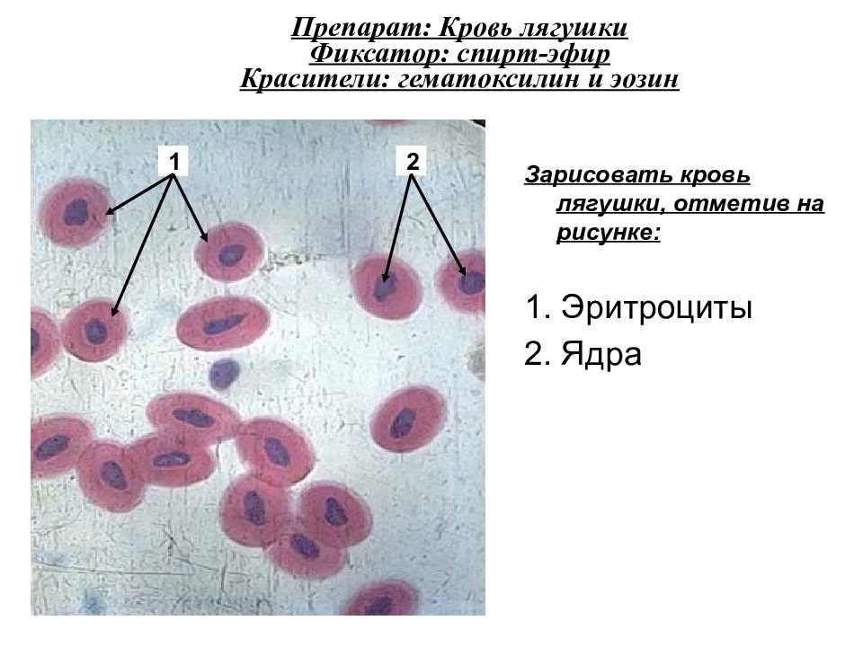Кровь лягушки рисунок (50 фото) скачать бесплатно