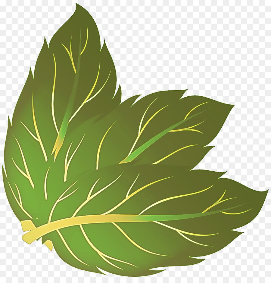 Зеленый прозрачный листок