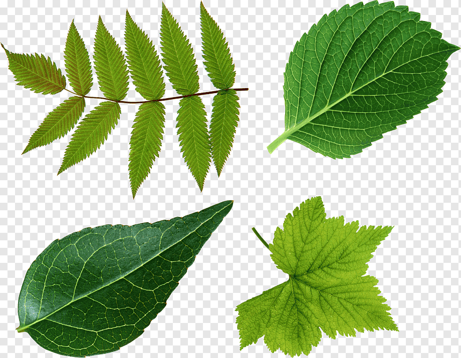 Листья растений