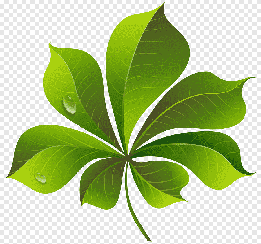 Зеленый лист вектор