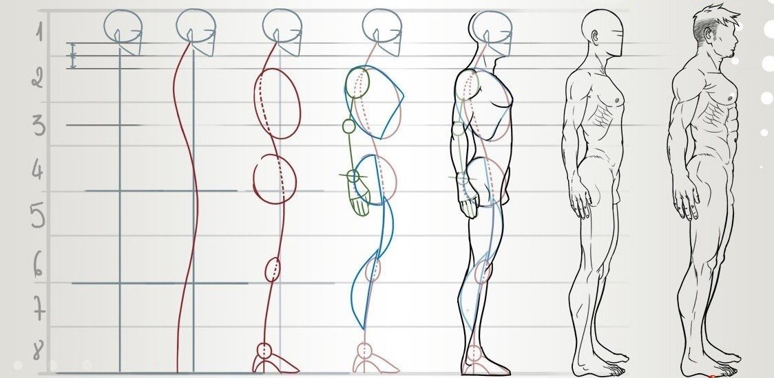Схема пропорций фигуры человека