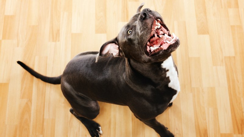 Самые злые собаки в мире топ 10 фото и породы
