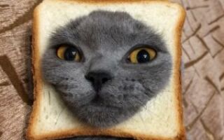 кот в куске хлеба