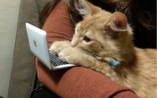 котик за компьютером
