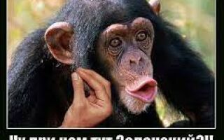 обезьяна объясняет