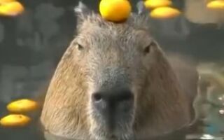 капибара с мандаринкой на голове