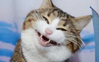 улыбающийся кот с зубами человека
