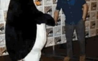 кого озвучивал бенедикт камбербэтч в пингвинах мадагаскара
