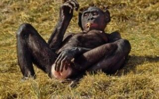 шимпанзе бонобо спариваются