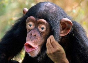 губы обезьяны