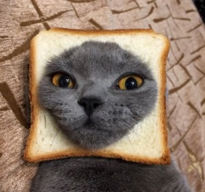 кот в куске хлеба
