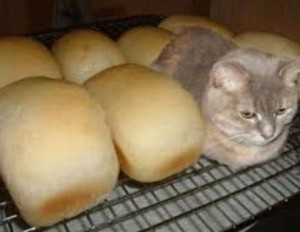 кот хлеб